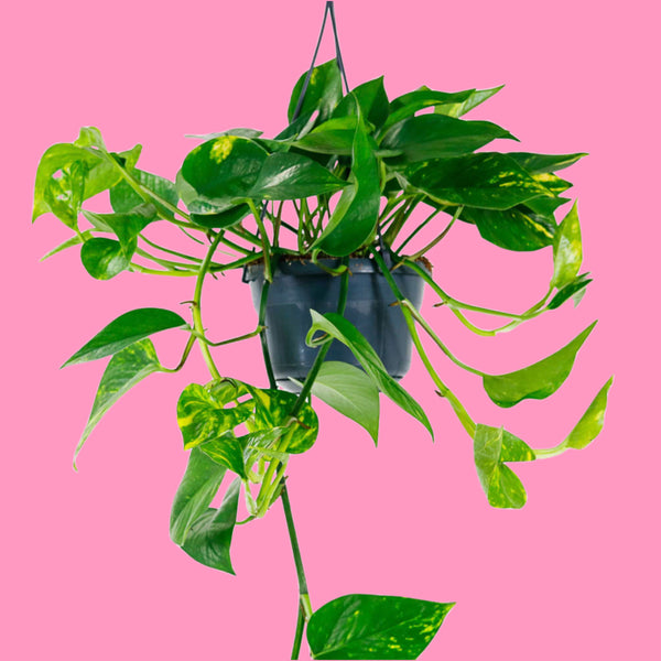 Epipremnum aureum Golden Pothos Devils Ivy Trailing Hanging Plant 