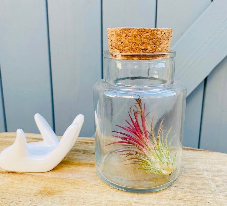 Earthlingz Ionantha Air Plant Kit - Living Plant With Character Pot & Sticker Accessories