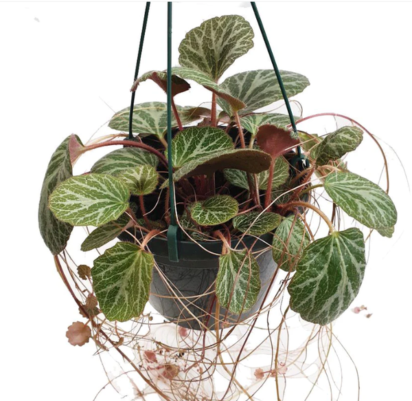 Saxifraga Stolenfera Strawberry Begonia Mother Of Thousands Hanging Plant 40 cm