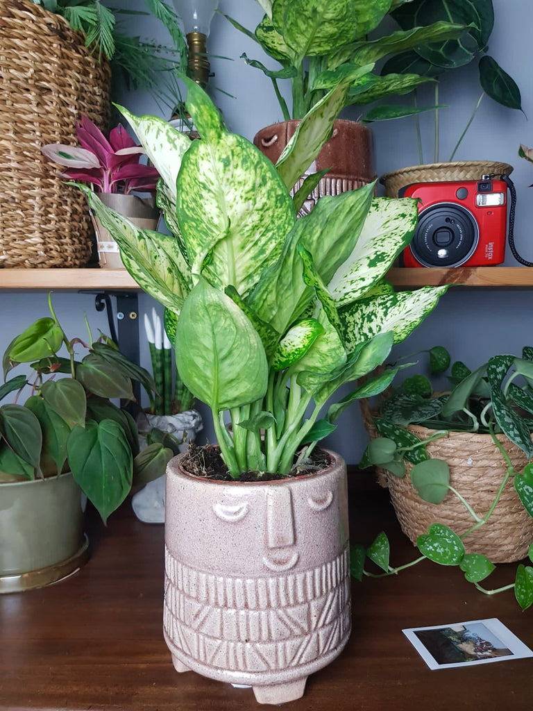 dieffenbachia aimee Dieffenbachia Amy Dumb Cane 40 cm – Green Charm House of Plants