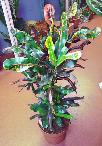 Codiaeum variegatum 'Mammi' Croton 80 cm
