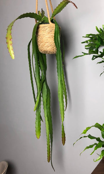 Large Epiphyllum Ackermanii Orchid Cactus Disocactus Ackermannii 90cm
