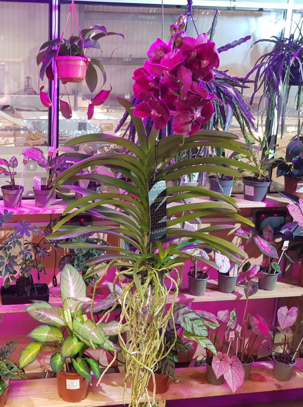 orchids as air plants Vanda