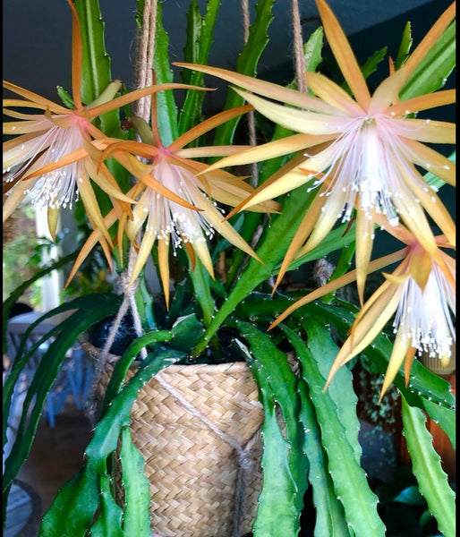 Epiphyllum Dietmar Paetz Orchid Cactus Hanging Jungle Cactus 60 cm
