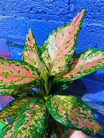 Aglaonema Point Star Chinese Evergreen Easy Care 35cm