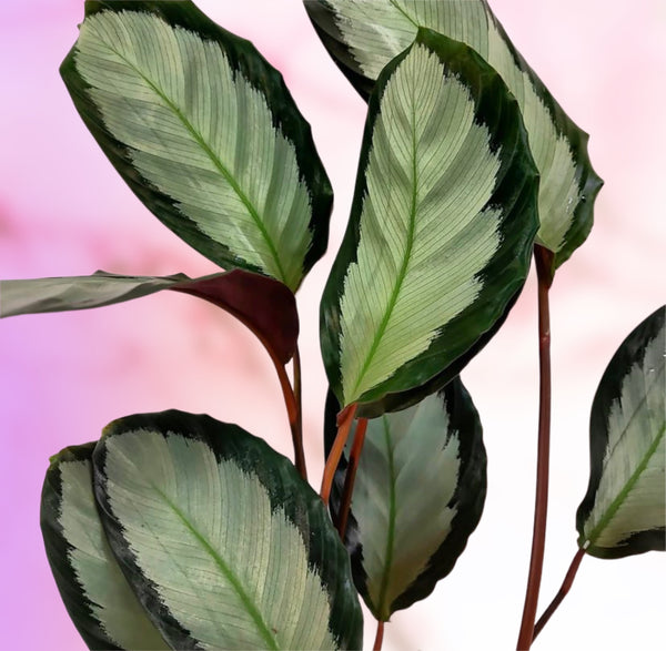 Calathea Picturata Argentea Silver Variegated Calathea 