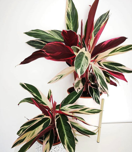 Calathea Stromanthe Triostar 15cm - 70 cm