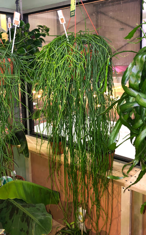 Rhipsalis cassuth Cassera 40 - 85 cm