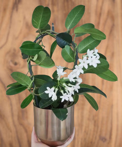 Stephanotis Floribunda Madagascar Jasmine on a Hoop 45cm