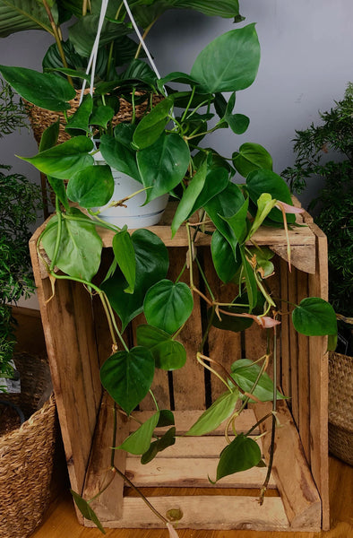 Philodendron Scandens Sweetheart Plant In Hanging Basket 55cm long