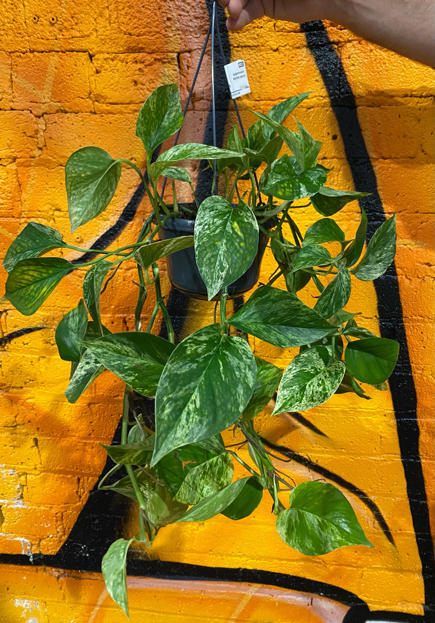 Epipremnum Pinnatum Marble Queen Pothos Trailing Hanging Easy Care Plant 50 cm Long