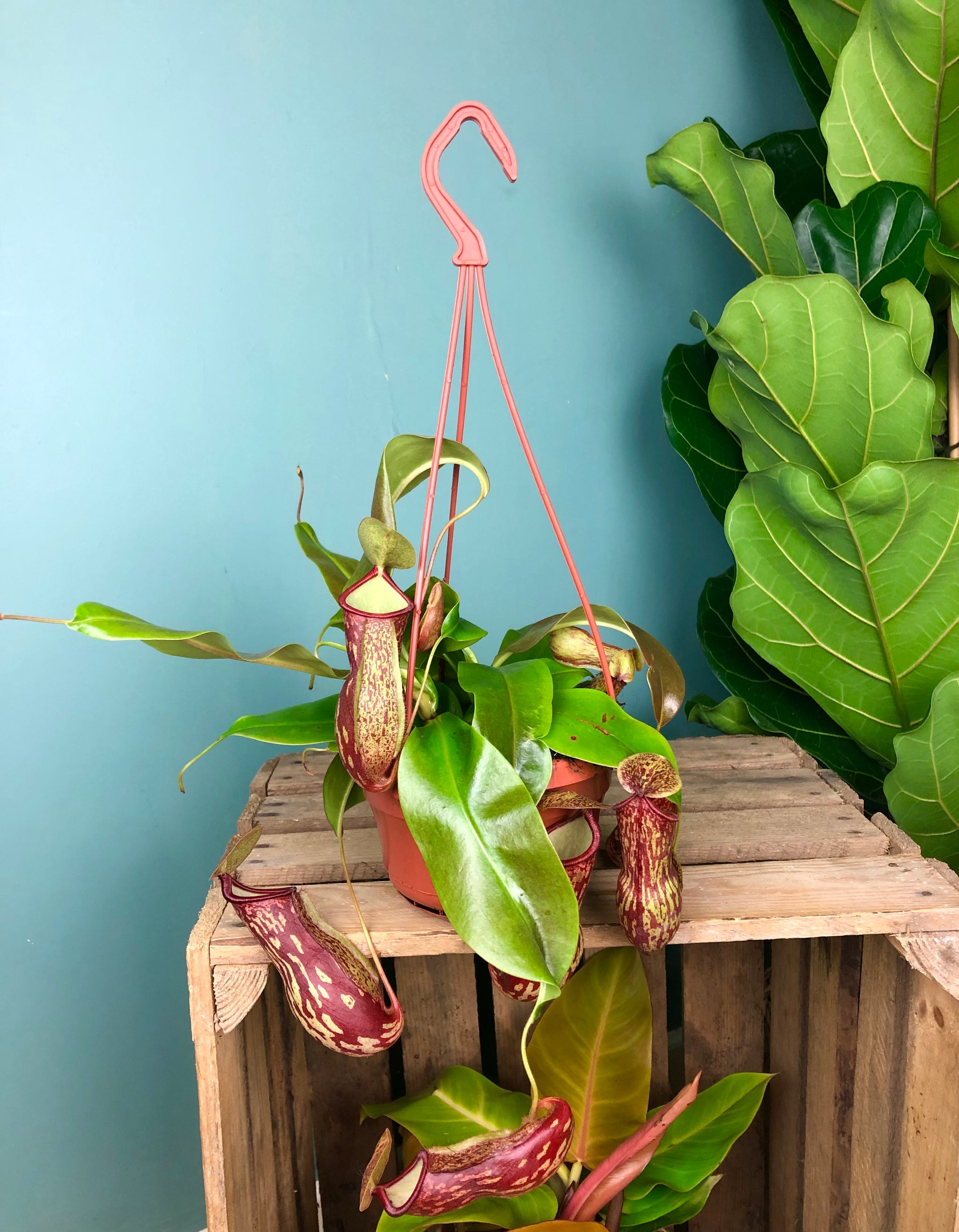 hanging pitcher plant Nepenthes Gaya Carnivorous plant Monkey Jars Pitcher Plant hanging 45 – Green Charm House of Plants