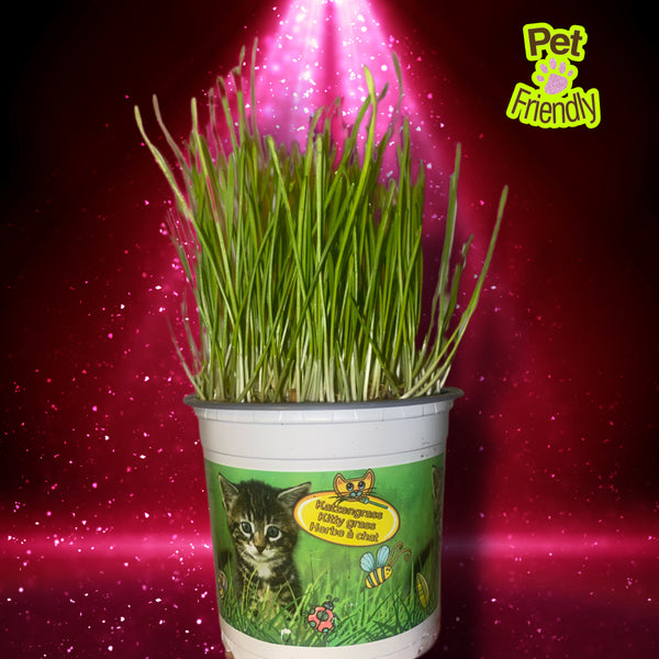 Potted Cat Favourite Grass Ready To Eat Healthy Plant Cat Treats 25cm