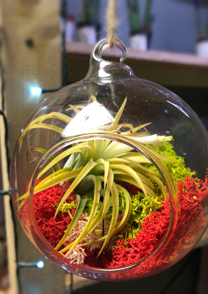 Tillandsia Ionantha Air Plant in Hanging Glass Bauble 10 Ø