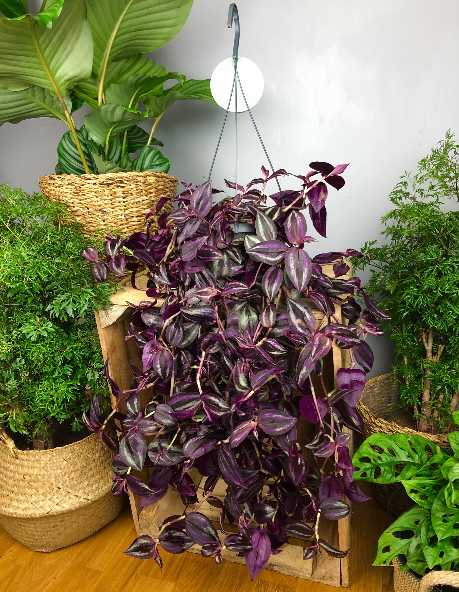 hanging purple passion plant XL Tradescantia Purple Passion 60 cm – Green Charm House of Plants