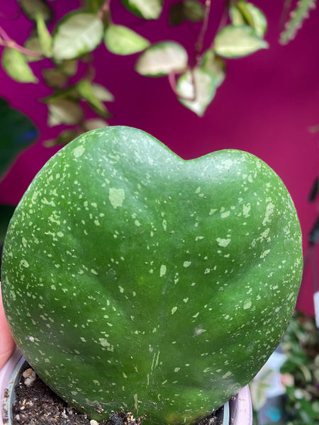 Hoya Kerrii Splash Sweetheart Wax Plant Heart Shaped 11cm