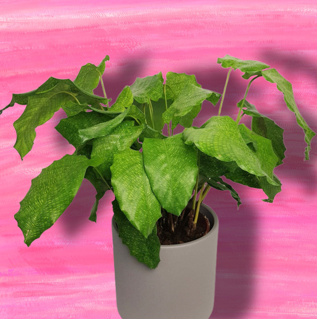 network prayer plant Calathea Musaica Network Prayer Plant 50cm – Green Charm House of Plants