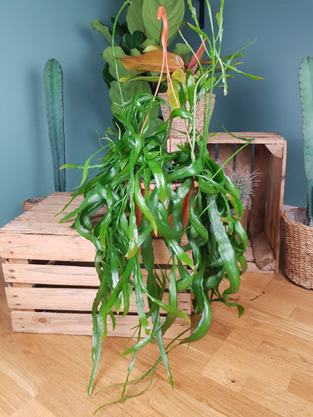 XL Rhipsalis Red Coral 85 cm