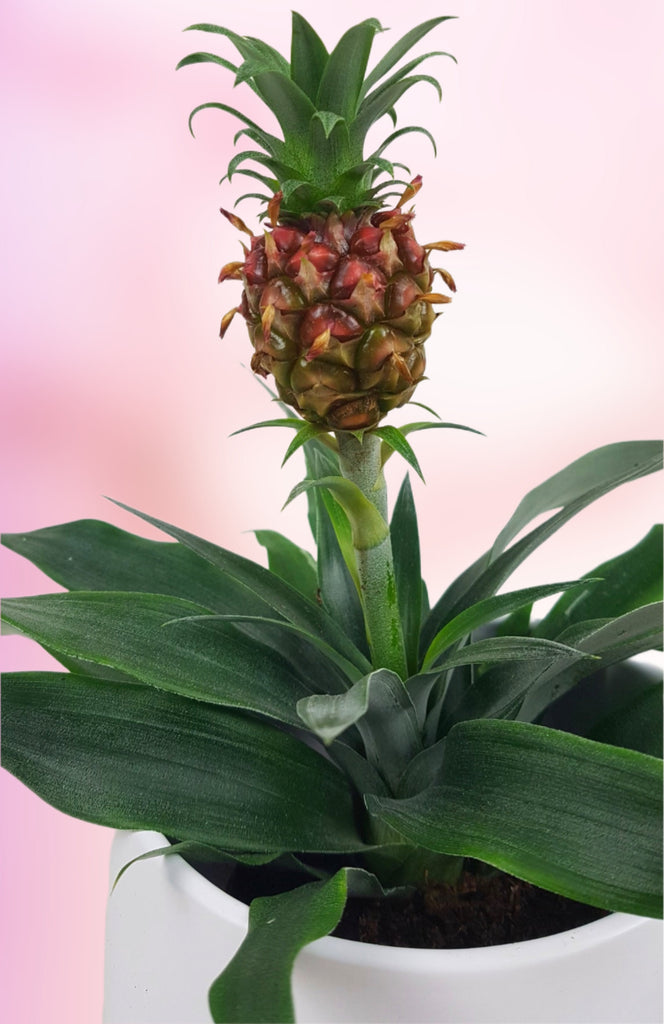 edible pineapple plant for sale uk Ananas Corona Brazilian Red Pineapple Plant 35cm – Green Charm House of Plants