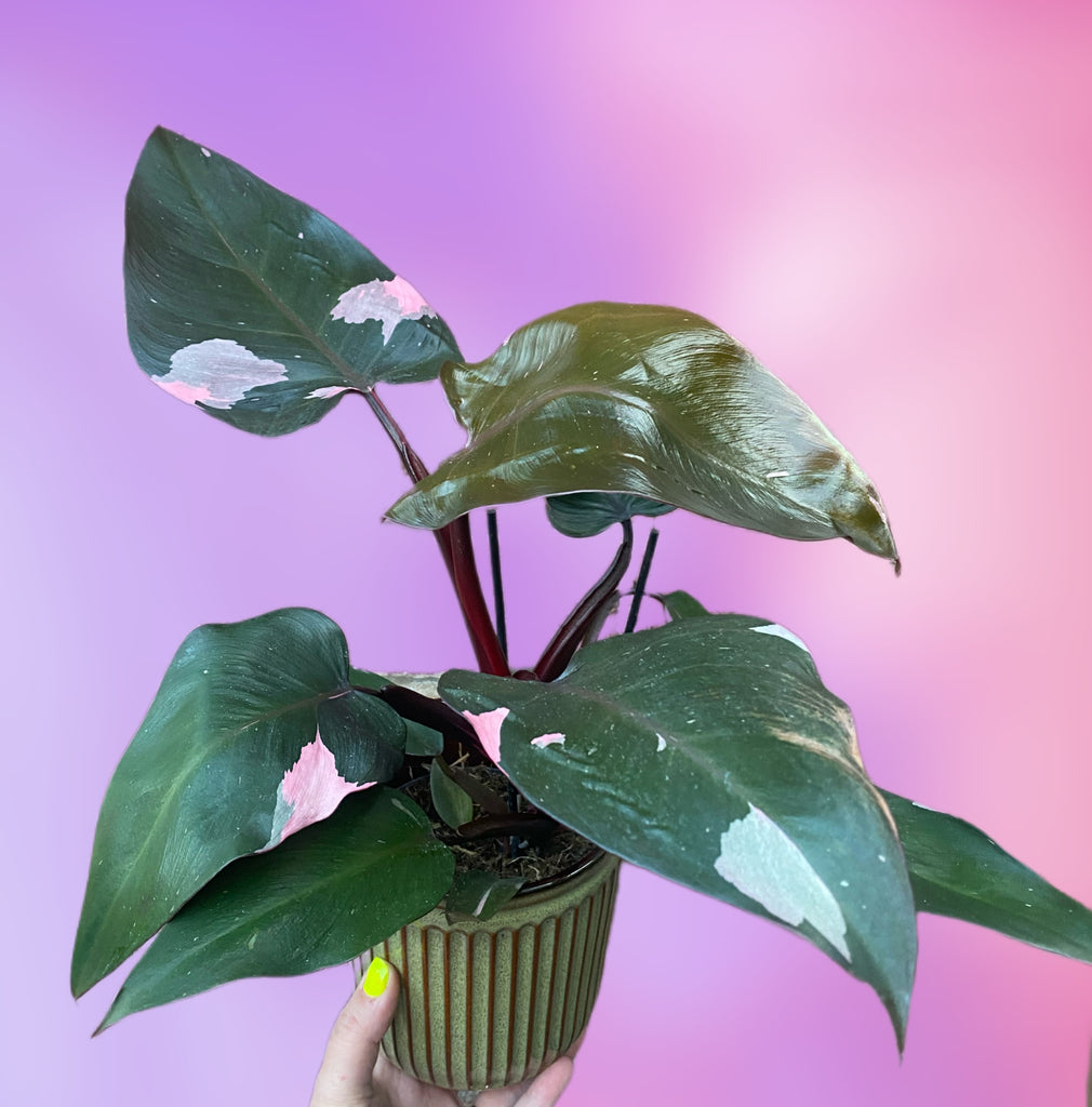 philodendron green princess rare Rare Philodendron Pink Princess 30 cm – Green Charm House of Plants