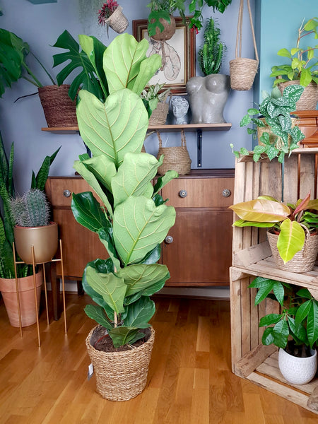 Ficus Lyrata - Fiddle Leaf Fig 110 cm
