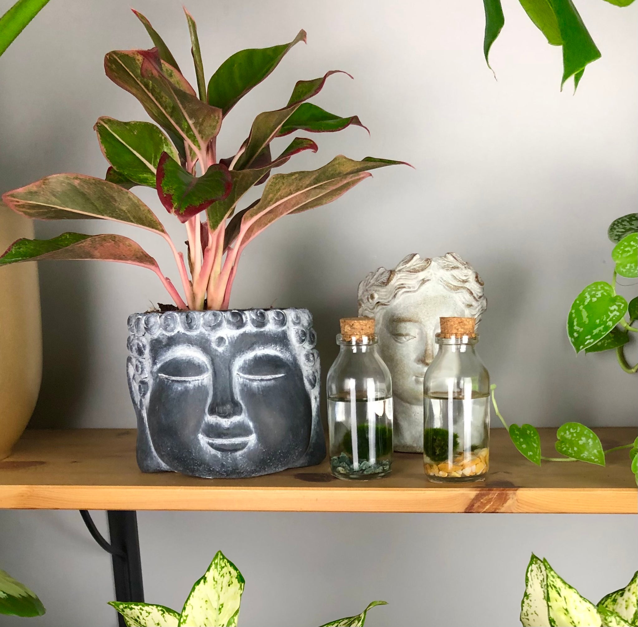 aglaonema commutatum crete Aglaonema commutatum 'Crete'- Chinese Evergreen 25cm – Green Charm House of Plants