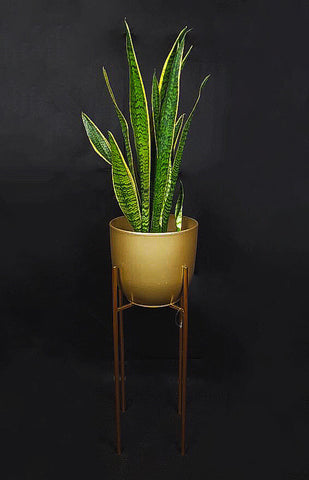 Sansevieria Trifasciata Laurentii - Snake Plant 60 cm