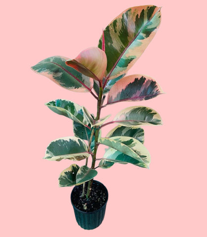 Ficus Elastica Belize Ruby Rubber Plant 80cm