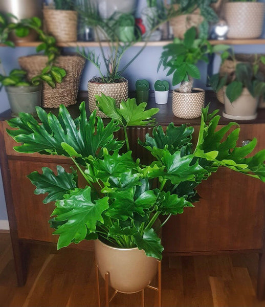 philodendron bipinnatifidum uk Philodendron Selloum Hope Thaumatophyllum bipinnatifidum 60 cm – Green  Charm House of Plants