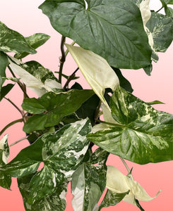 Syngonium Podophyllum Albo Variegatum 