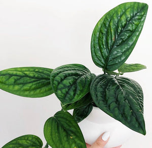 Monstera Karstenianum Peru Epipremnum Pinnatum Marble Planet 30cm