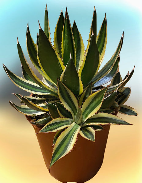 Large Agave Lophant Quadricolor Century Plant 