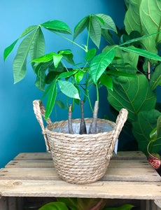 Pachira aquatica  Multi Stem Money Tree 60 cm