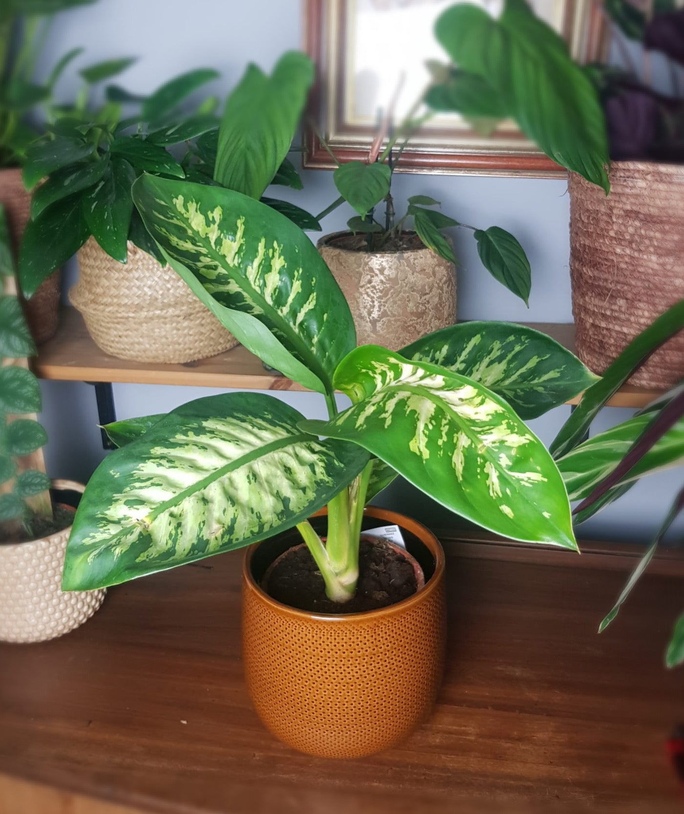 Dieffenbachia Seguine Tropic Snow Dumb Cane Plant 