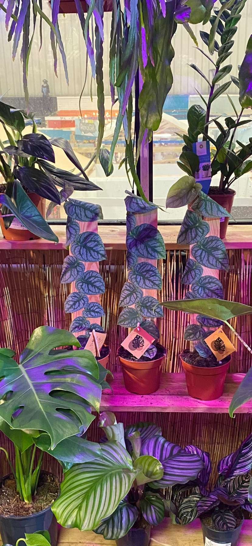 purple monstera Rare Monstera Dubia Juvenile on a plain plank of wood 50 cm – Green Charm  House of Plants