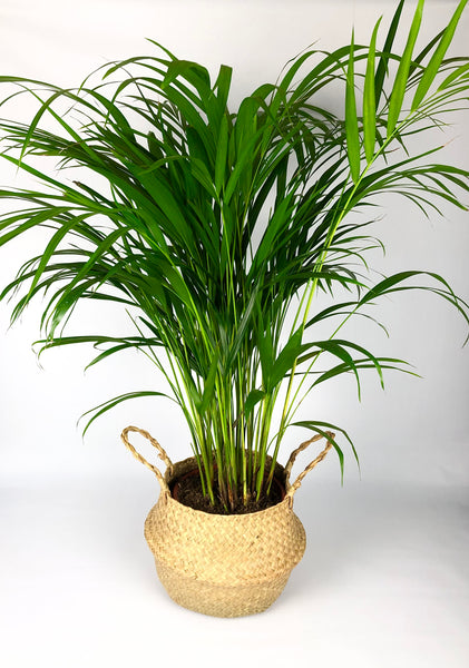 Areca Palm Dypsis Lutescens 