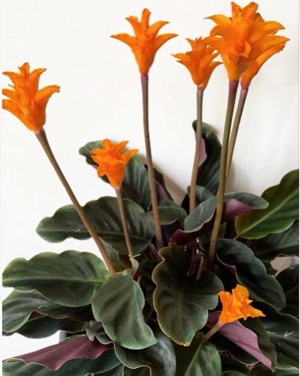 Calathea Crocata