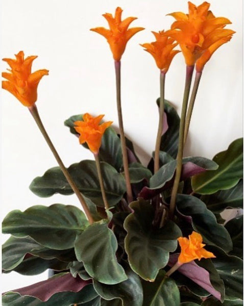 Calathea Crocata - Tassmania Orange 35 cm