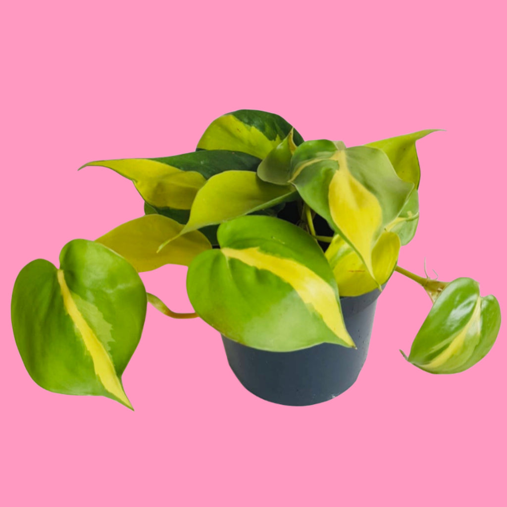 philodendron sweetheart Philodendron Scandens Brasil Sweetheart Plant 25cm – Green Charm House of Plants