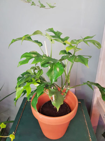 Rhaphidophora tetrasperma - Philodendron Minima - Mini Monstera 50cm