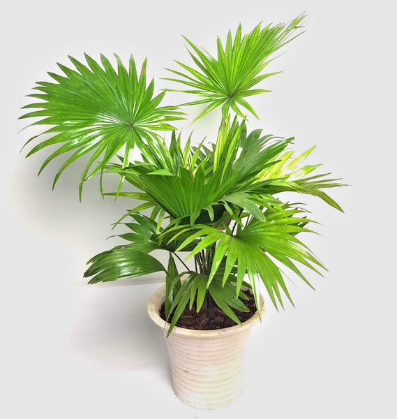 Livistona rotundifolia ‘Footstool’ Palm 75cm