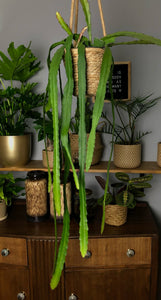 Large Epiphyllum Ackermanii Orchid Cactus Disocactus Ackermannii 90cm