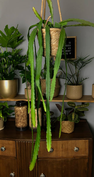 Large Epiphyllum Ackermanii Orchid Cactus Disocactus Ackermannii 90cm