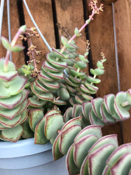 Crassula Perforata - String of Buttons 25cm