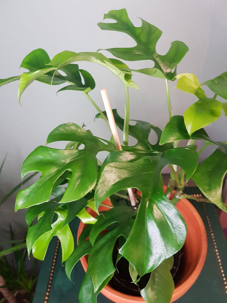 Rhaphidophora tetrasperma - Philodendron Minima - Mini Monstera 50cm