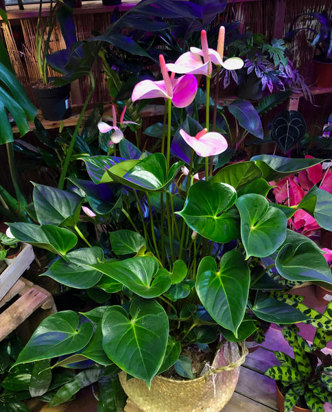 Anthurium Attractive Love Famingo Plant  90cm