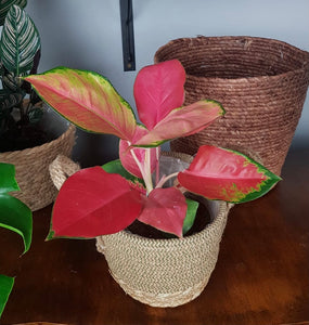 Aglaonema Pink Star - Chinese Evergreen 35 cm