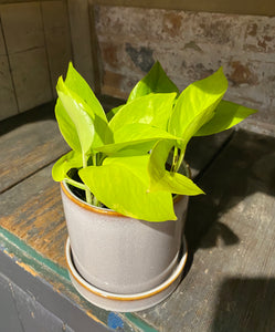 Epipremnum Aureum Neon Pothos Trailing 25 cm