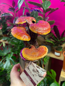 Ganoderma Lucidum Lingzhi Decorative Preserved Immortality Spirit Mushroom 25cm