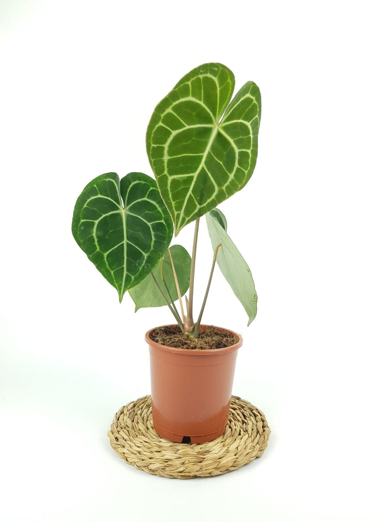 velvet cardboard anthurium Anthurium Clarinervium Velvet Cardboard Anthurium 35 cm – Green Charm House of Plants
